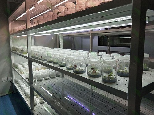 黑水植物组织培养实验室设计建设方案